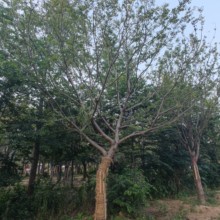 樸樹新價格18公分樸樹圖片