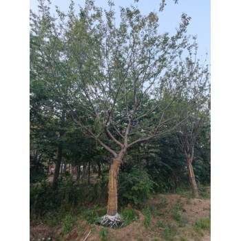 樸樹新價格18公分樸樹
