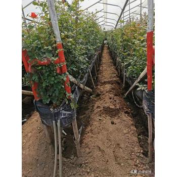 湖南郴州永興海外工作美國正規工簽