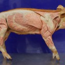 河南德教生物教學(xué)切片動物病理切片畜牧獸醫(yī)實訓(xùn)室用品