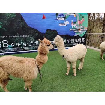動物租賃出租舉止歡脫可愛管理方便商業(yè)引流巡演互動