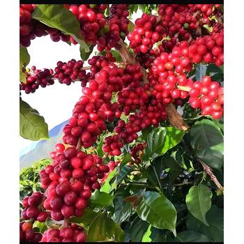 茶葉微波殺青機(jī)十堰