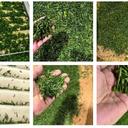 恩施微波茶葉殺青機(jī)型號(hào)