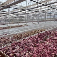 移動苗床生產(chǎn)廠家大鵬苗床免費(fèi)設(shè)計(jì)全國發(fā)貨圖片