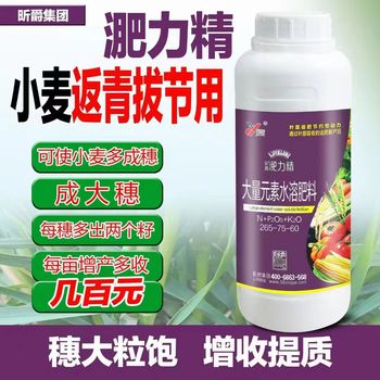 小麥噴施葉面肥關鍵時間作用-淝力精