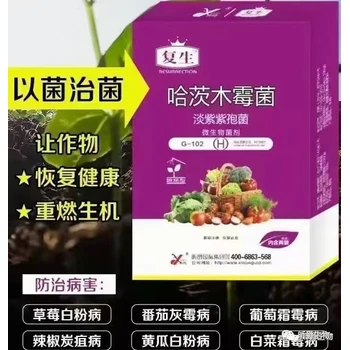 復(fù)生（白粉病）