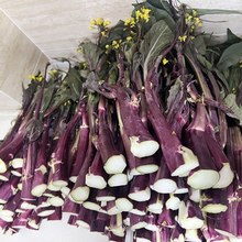 武漢洪山菜苔上市時(shí)間及售賣價(jià)格洪山菜苔精選禮盒圖片