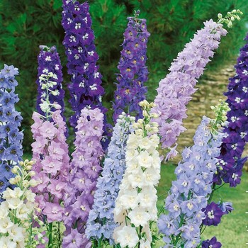 大花飛燕草種子四季播種開花室內(nèi)混色秋季翠雀花種子