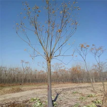 欒樹(shù)自產(chǎn)自銷價(jià)格29公分欒樹(shù)價(jià)格6公分欒樹(shù)價(jià)格圖片