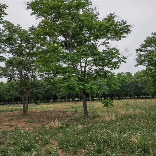 哪里種植欒樹(shù)多5公分欒樹(shù)價(jià)格4公分欒樹(shù)價(jià)格