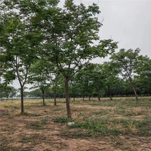 欒樹(shù)價(jià)格明細(xì)3公分欒樹(shù)價(jià)格10公分欒樹(shù)價(jià)格圖片