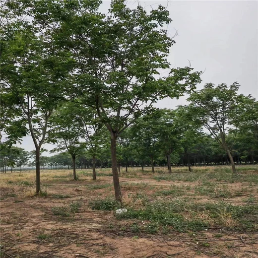 欒樹(shù)自產(chǎn)自銷(xiāo)價(jià)格27公分欒樹(shù)價(jià)格14公分欒樹(shù)價(jià)格