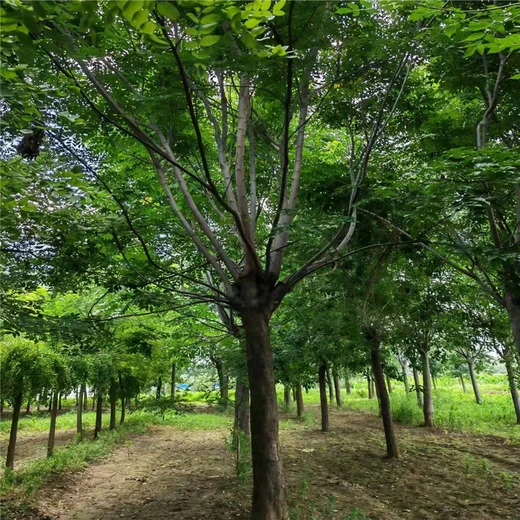 欒樹(shù)多少錢(qián)/7公分欒樹(shù)價(jià)格26公分欒樹(shù)價(jià)格