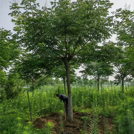 欒樹種植基地21公分欒樹價格10公分欒樹價格