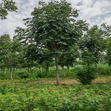 欒樹自產(chǎn)自銷價格7公分欒樹價格22公分欒樹價格圖片