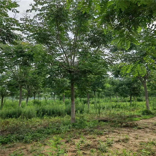 欒樹2026年價(jià)格27公分欒樹價(jià)格10公分欒樹價(jià)格