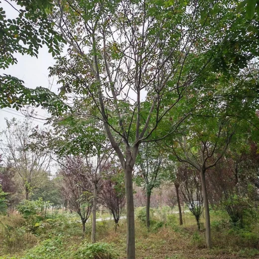 欒樹多少錢/13公分欒樹價格4公分欒樹價格