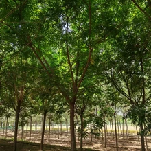 欒樹小苗價格19公分欒樹價格8公分欒樹價格圖片