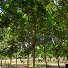 欒樹價格明細15公分欒樹價格16公分欒樹價格圖片