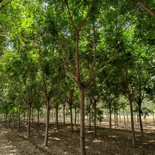 欒樹價格明細(xì)5公分欒樹價格12公分欒樹價格圖片