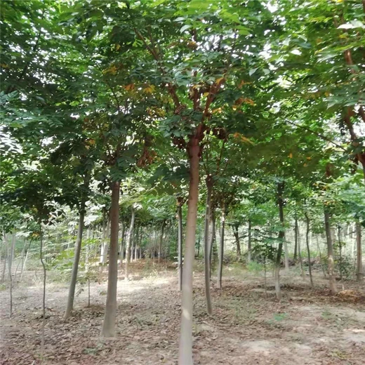 欒樹自產(chǎn)自銷價格3公分欒樹價格26公分欒樹價格