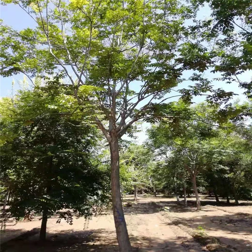 基地批發(fā)價(jià)格9公分欒樹價(jià)格18公分欒樹價(jià)格