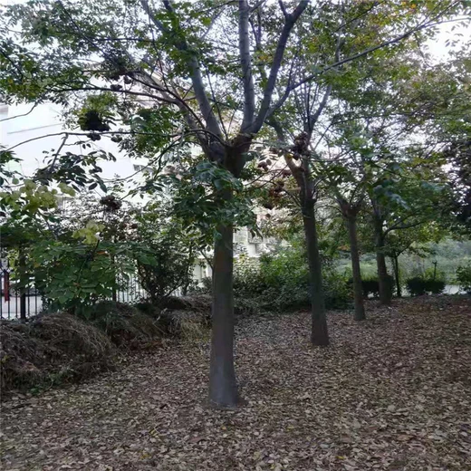 欒樹多少錢/25公分欒樹價格26公分欒樹價格