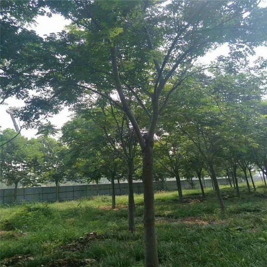 欒樹樹價格9公分欒樹價格28公分欒樹價格