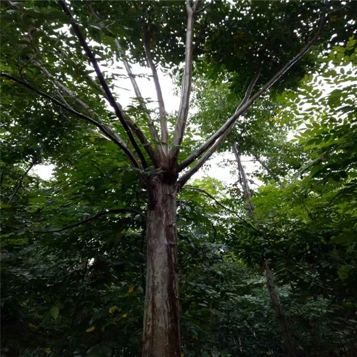 南欒北欒價(jià)格區(qū)別17公分欒樹價(jià)格12公分欒樹價(jià)格