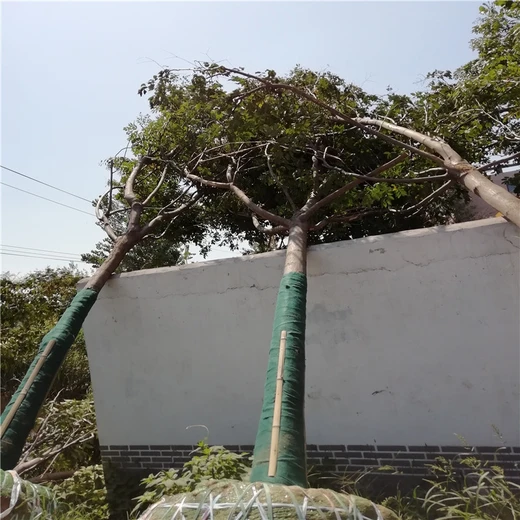 菏澤欒樹產(chǎn)地13公分欒樹價格22公分欒樹價格