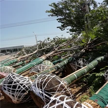 欒樹原生冠價格25公分欒樹價格14公分欒樹價格圖片