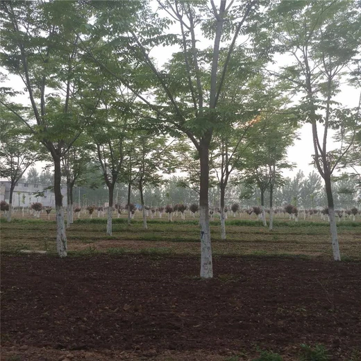 欒樹上車價11公分欒樹價格22公分欒樹價格