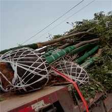 欒樹價格明細(xì)27公分欒樹價格24公分欒樹價格圖片