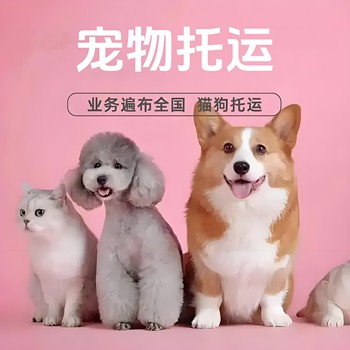 曲靖靠譜的寵物托運(yùn)托運(yùn)活體狗