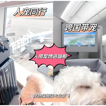 寵物托運）南通貓咪寵物托運空調轎車