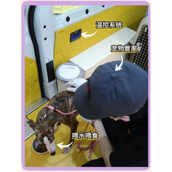 賀州靠譜的寵物托運托運活體狗