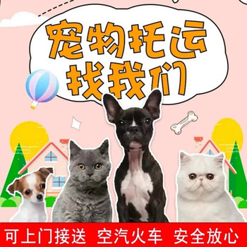 寵物托運）洛陽正規(guī)寵物托運寵物火車托運