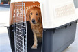 寵物運(yùn)輸阿拉善盟寵物出國(guó)托運(yùn)空調(diào)轎車(chē)