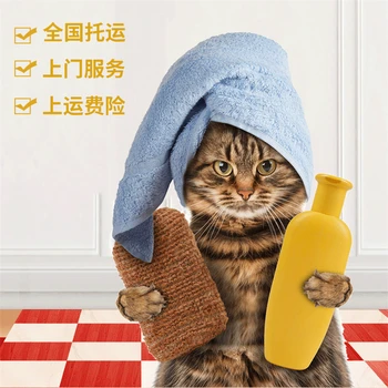 江西萍鄉(xiāng)寵物貓咪托運(yùn)專線托運(yùn)