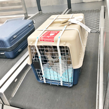 寵物托運）德宏寵物托運寵物托運運輸