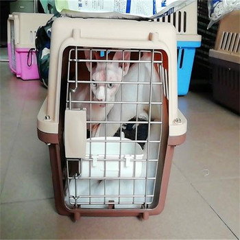 宜賓寵物貓咪托運-航空托運寵物