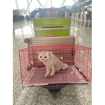 曲靖寵物出國托運航空寵物運輸
