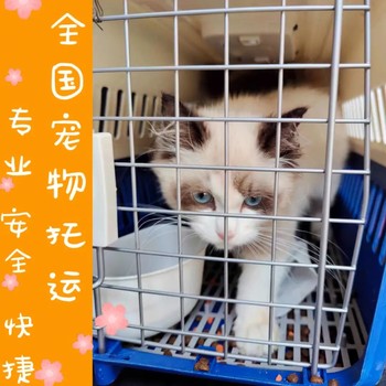 伊春貓咪寵物托運-航空托運寵物