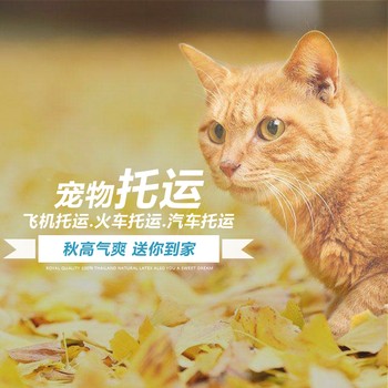 宜賓寵物貓咪托運-航空托運寵物