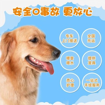 伊春貓咪寵物托運-航空托運寵物