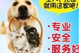 寵物運輸阿拉善盟寵物托運物流專車托運寵物