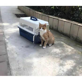 迪慶寵物狗狗托運公司