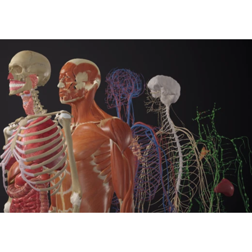 MAIBodymap虛擬針灸VR方案