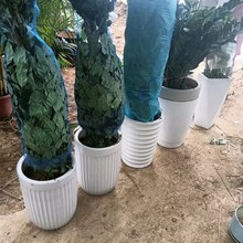 南寧綠植養護公司圖片