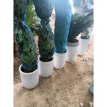 南寧綠植養(yǎng)護公司